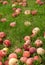 Fallen apples in green grass