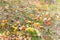 Fallen apples in a meadow