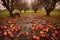 fallen apples on orchard ground, surrounded by autumn leaves