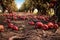 fallen apples scattered on the ground in an orchard