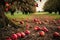 fallen apples scattered on the ground in an orchard