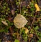 Fallen aspen leaves