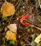 Fallen aspen leaves