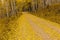 Fallen Aspen Leaves Decorate A Golden Roadway