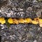 Fallen Aspen leaves in a split granite boulder in San Juan Wilderness