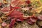 Fallen autumn leaves, red and yellow on an old wooden board.