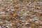 Fallen autumn oak leaves covering the ground under a light dusting of snow