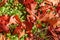 Fallen autumn red oak leaves on a grass on ground