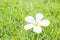 Fallen beautiful white flower , desert rose flower on blurred fresh green grass floor textured background in the garden