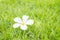 Fallen beautiful white flower , desert rose flower on blurred fresh green grass floor textured background in the garden
