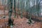 Fallen beech tree in deciduous woods at wintertime