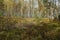 Fallen birch lies in the yellow grass in a forest glade in a birch grove in autumn