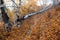 Fallen birch tree in autumn