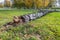 Fallen birch tree in city after windy weather, green grass, old rotten trunk. Close left side view, whole tree is seen in photo