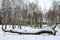 Fallen birch in winter forest
