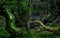 A fallen branch in a grove catching woodland light. Ness Country park Derry Northern Ireland