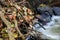 Fallen branches with colored leaves in a river with a water cascade.