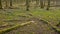 Fallen branches with moss on the forest floor