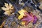 Fallen bright multi-colored maple leaves on the branches of other trees