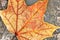 fallen bright orange maple leaf on dried skeleton leaves background