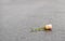 Fallen broken rose lies on the wet asphalt after the rain