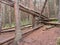 Fallen brown color Pine tree woods in forest