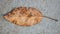 Fallen Brown Leaf on Concrete Floor (16:9 Aspect Ratio)