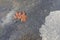 Fallen Brown Leaf in a Puddle on Pavement