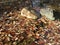 Fallen Brown Leaves in a Creek in Autumn