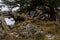 Fallen cedar in a grove in Lebanon