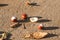 Fallen chestnut fruit on the asphalt in the city close-up