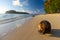 Fallen coconut in an empty beach, Rarotonga, Cook Islands