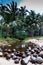 Fallen coconuts and river on sandy beach with palm background