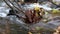 A fallen colored leaves in the creek with water cascade, close up.