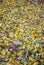 fallen colorful autumn leaves in a park. The selective focus in the foreground