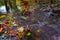 Fallen colorful beeches and aspen leaves caught on boulder in mountain stream. Wavy rapids blurred by long exposure, blue green re
