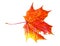 Fallen colourful autumn maple leaf isolated