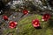 Fallen common camellia flowers