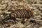 Fallen conifer cone