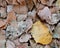 Fallen Cottonwood leaves, Utah