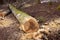 Fallen, cut tree in the forest. Massive tree trunk lying on the ground. Wood industry. Deforestation, Black Forest, Germany.