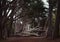 Fallen cypress tree, Coastal California landscape