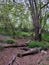 Fallen Dead Logs Arranged in a Pattern