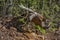 A Fallen Dead Tree In The Forest.