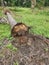 The fallen decompose tree trunk on the ground