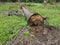 The fallen decompose tree trunk on the ground