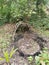 The fallen decompose tree trunk on the ground