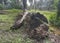 The fallen decompose tree trunk on the ground