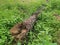 The fallen decompose tree trunk on the ground