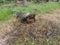 The fallen decompose tree trunk on the ground